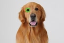 Изображение собаки с рамкой автофокусировки по глазам животных, расположенной на одном глазу