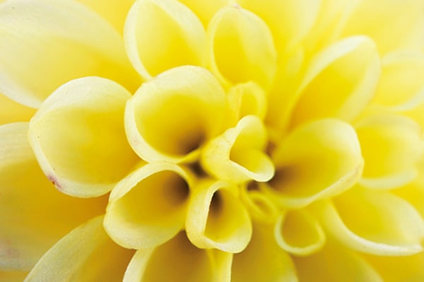 Изображение цветка с увеличением 1,0х