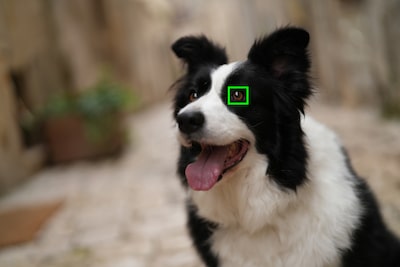 Пример изображения, на котором показан объект (собака), распознаваемый ИИ камеры