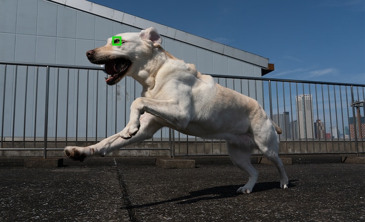 Фотография собаки, сделанная с использованием функции автофокусировки по глазам в реальном времени