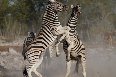 Изображение двух зебр, стоящих друг напротив друга с поднятыми передними копытами
