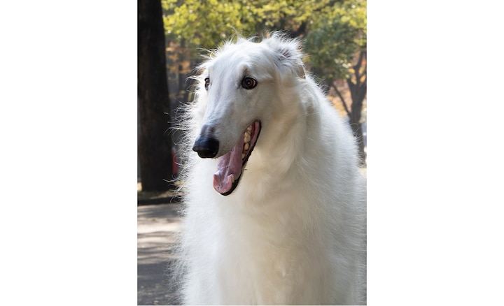 Четкое изображение белой собаки при использовании зума сверхвысокого разрешения с ИИ