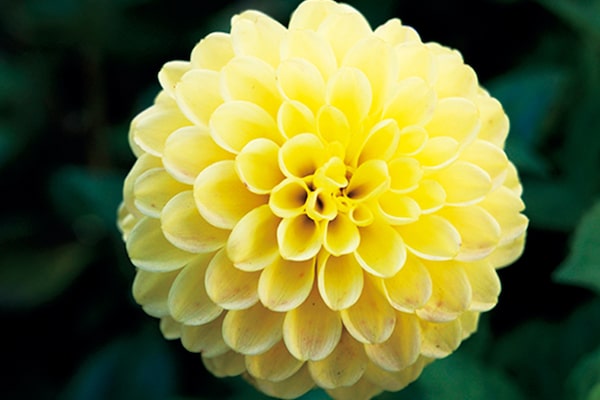 Изображение цветка с увеличением 0,35х