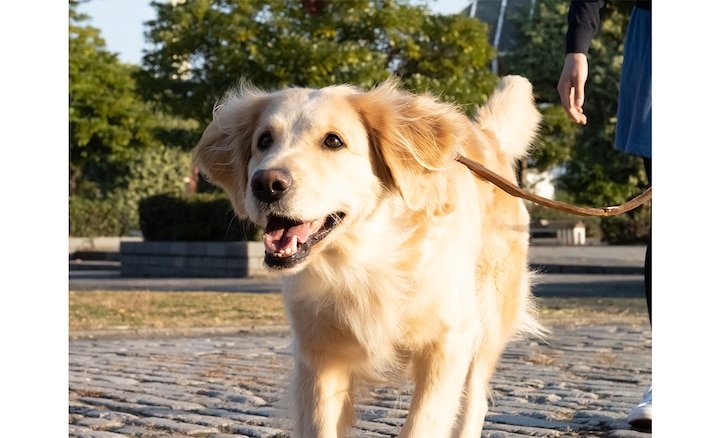 Снимок собаки на поводке на открытом воздухе с размытым фоном, полученным с помощью эффекта боке