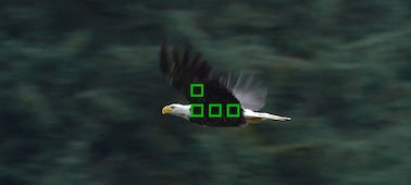 Изображение хищной птицы с небольшими рамками, представляющими точки автофокусировки (иллюстрация работы быстрой гибридной автофокусировки)
