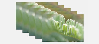 Несколько фотографий растений, расположенных в ряд, крупным планом