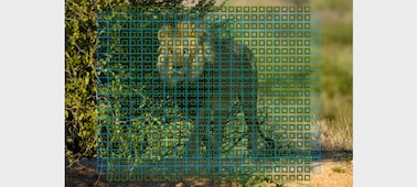 Изображение льва в затемненной обстановке с наложенными на него индикаторами области матрицы АФ