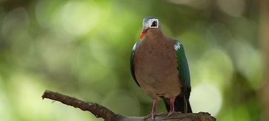 Фотография, на которой показано использование автофокусировки по глазам в реальном времени для съемки птиц, с фокусировкой на глазе объекта
