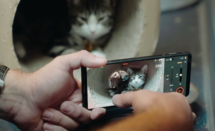 Съемка кота на видео на Xperia PRO-I.