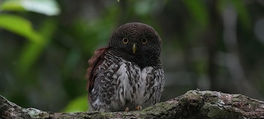 Фотография маленькой совы, сидящей на ветке