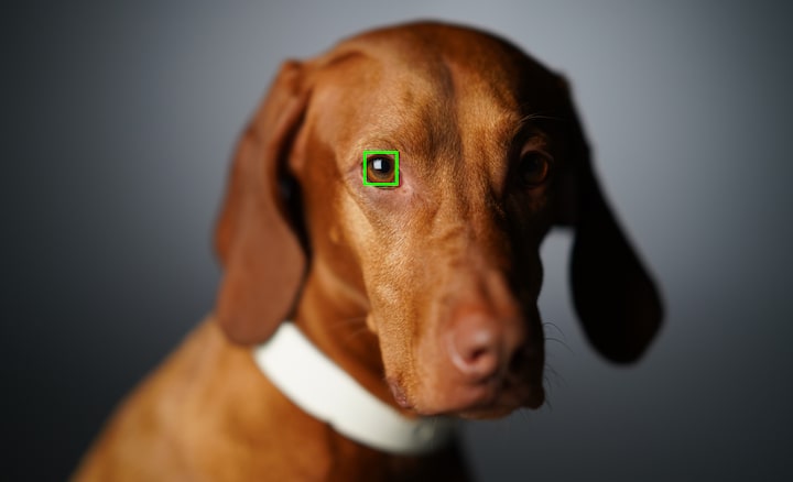 Автофокусировка по глазам животных в реальном времени