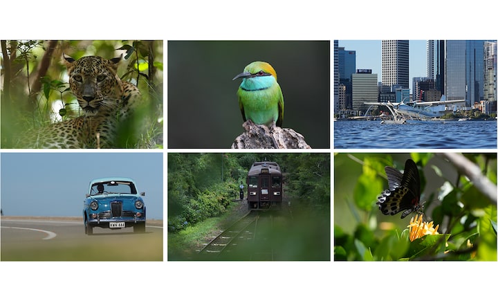 Образцы фотографий узнаваемых объектов: леопарда, птицы, самолета, автомобиля, поезда, бабочки.