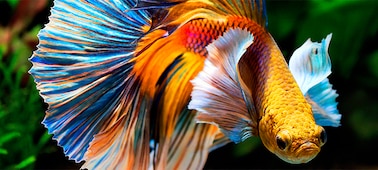 Детализированное изображение рыбы в разрешении 4K