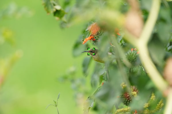Пример изображения птицы, виднеющейся сквозь ветви