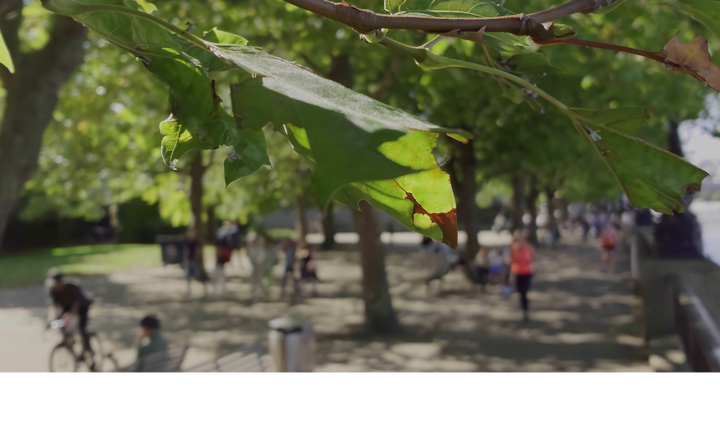 Изображение с листьями на дереве в фокусе на размытом фоне с пешеходами и велосипедистами.