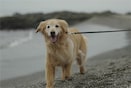 Изображение собаки, идущей по пляжу
