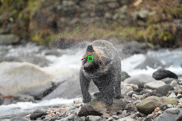 Изображение медведя с рамкой АФ на глазу
