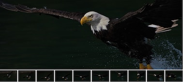 Основное изображение хищной птицы с 10 кадрами, на которых показана та же птица в серийной съемке