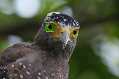Пример изображения, на котором показан объект (птица), распознаваемый ИИ камеры