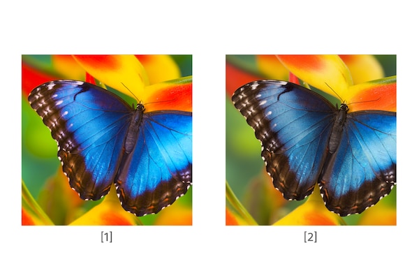 Два изображения бабочки с различной цветопередачей