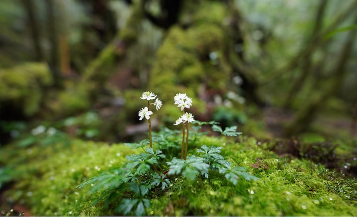 Изображение с фокусом на маленьком цветке на камне в лесу с эффектом размытости на переднем и заднем планах