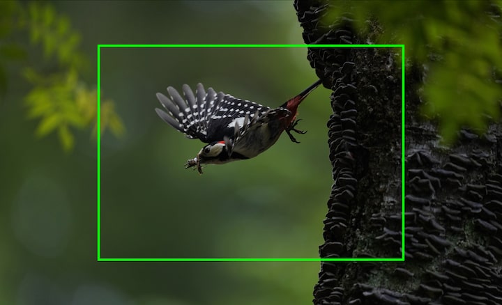 Снимок летящей птицы, который можно обрезать и получить увеличенное изображение, как иллюстрация высокого разрешения