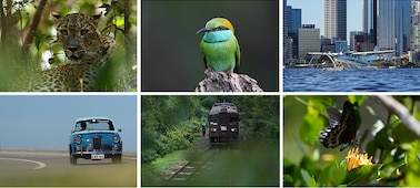 Образцы фотографий узнаваемых объектов: леопарда, птицы, самолета, автомобиля, поезда, бабочки.