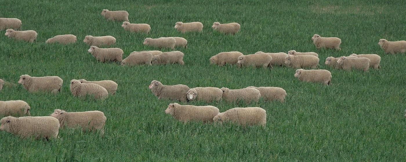 Фотография овцы, стандартное качество