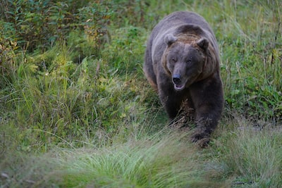 Изображение, на котором показан медведь в покрытом травой лесу