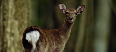 Изображение оленя, иллюстрирующее использование камерой быстрой гибридной автофокусировки при съемке фильмов