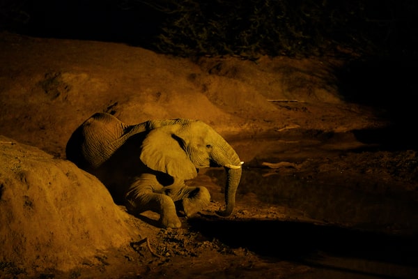 Изображение слона в условиях недостаточной освещенности