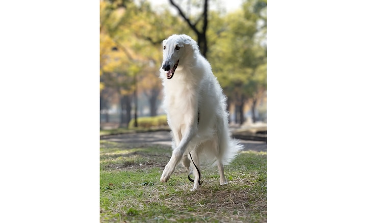 Белая собака на прогулке, фотография с размытым фоном