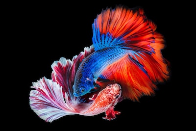Две разноцветные рыбы, кружащие около друг друга на черном фоне