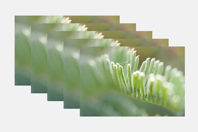 Несколько фотографий растений, сделанных с помощью брекетинга АФ