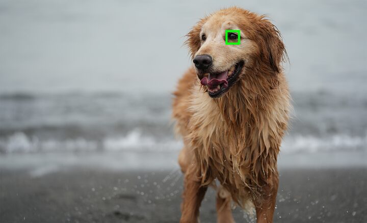 Фотография, на которой показано использование АФ по глазам в реальном времени для животных, с фокусировкой на глазе собаки
