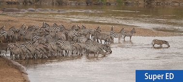 Пример изображения стада зебр у кромки берега